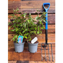 2 Mixed Extra Large Viburnum Winter Flowering Fragrant Shrubs in 3 Litre Pots By Direct Plants