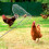 Capture Poule Filet Acier Petit Animal Facile Usage 5