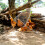 Capture Poule Filet Acier Petit Animal Facile Usage 6