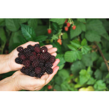 6x Mixed Potted Thornless Blackberry Fruit Plants - 6 Varieties in 2 Litre Pots By Direct Plants