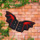 Bat Wing Shoe Buckle - Red & Black Decor Accessory 8