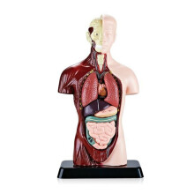 Human Body Model with 7 Removable Organ Models,Educational Organ Anatomy Model for Biological Science Learning