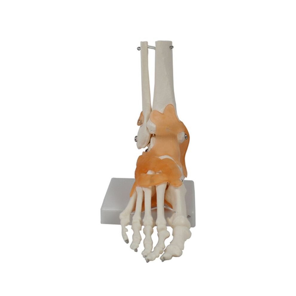 Foot Joint Model With Ligaments, Human Anatomy Model, Life Size, Medical-Teaching Equipment 6132158536569