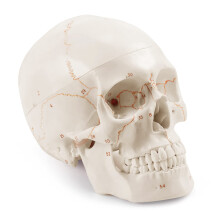 Anatomiczny Model Ludzkiej Czaszki, 3-CzęśCiowy, Numerowany, Rozmiar Naturalny