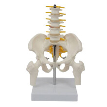 Human Lumbar Vertebra Model Female Pelvis Model Hip Female Anatomy Model Bone Pelvic Anatomical Models 1/2 Life Size