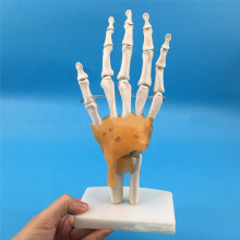 Menselijk Handgewrichtsmodel met Ligamenten, Flexibel 1:1 Wetenschappelijk Levensgroot, Vingermodel, Educatieve Hulpmiddelen voor Artsen