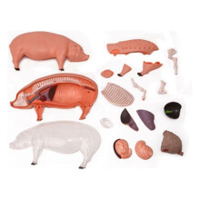 4D Vision Pig Organ Anatomy Model Animal Puzzle for Kids and Medical Students Veterinary Teaching Model
