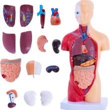 Modelos de Estudio de Anatomía Humana: Modelo de Torso Humano de 15 Piezas Extraíble de 28 cm con Órganos Internos para Estudiantes.