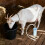 1Set Handheld Sheep Milking Machine Lightweight Portable Milker Kit 7