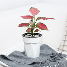 (White) Hydroponic Self-Absorbent Vase for Healthy Plant Growth
