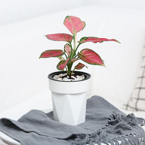 (White) Hydroponic Self-Absorbent Vase for Healthy Plants