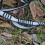 Daisy Chain & Carabine Yoga Extender Straps 5