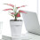 (White) Hydroponic Self-Absorbent Vase for Healthy Plants 2