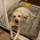 Extra-Large Plush Dog Sofa Bed with Non-Slip Base 4