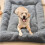 Extra-Large Plush Dog Sofa Bed with Non-Slip Base 6
