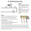 Ceiling Fan Light  Zing Ear ZE-109 Two-Wire Light  with Pull Cords for Ceiling Light Fans Lamps 4Pcs Silver 6