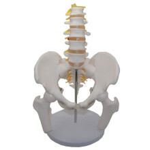 Umbar Vertebrae with Pelvic and Fractured Leg Bone Nerves Plastic Bone Model of Human Body Teaching Equipment