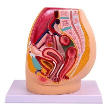 Female Vagina Anatomical Model Lifesize Median Sagittal Section Human Woman Pelvic Cavity Structure Model