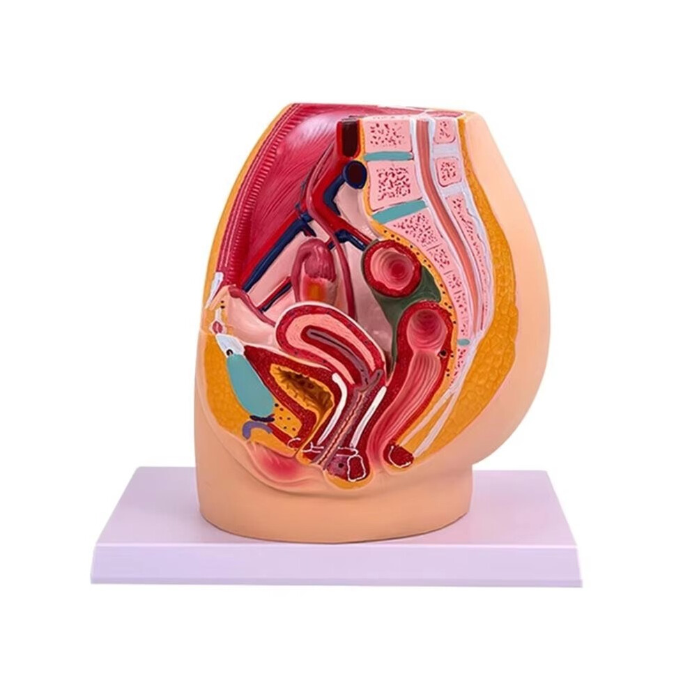 Female Vagina Anatomical Model Lifesize Median Sagittal Section Human Woman Pelvic Cavity Structure Model 4713754282269