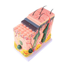 Model Skóry Struktura Włosów Skóry Powiększony Model Model Anatomiczny Anatomia Naukowa do Nauki w Klasie Wyświetlacz Nauczanie
