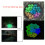 Glow in Dark Rocks for Garden & Yard 5