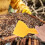 Honey Spatula Honey Extractor Honey Scraper Collecting Tool Practical Beekeeping Tool Beekeeping Supplies for Beekeeper 10