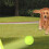 Fun Interactive Machine Fun Interactive Catapult Throw Ricaricabile Cane Tennis  Launcher Cani Inseguimento Giocattoli Automatici C 3
