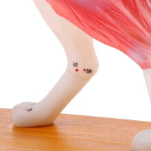 Anatomisch Hondenmodel Acupunctuuranatomie Acupunctuurpuntmodel van Het Hondenlichaam met 72 Acupunctuurpunten Studiemodel