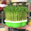 Lightproof Seed Sprouter Kit for Indoor/Outdoor 9