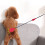 Hand-Shaped Dog Training Stick for All Sizes 4