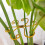 Supporto per Piante Riutilizzabile per Monstera, Stabilizzatore Riutilizzabile per Monstera Bonsai, da Interno e da Esterno, 6 Pezzi 5