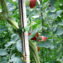 600 Pezzi Clip di Supporto per Piante Da Giardino, Clip per Pomodoro, Clip per Traliccio, per Vite di Zucca Fiore di Cetriolo, Diametro Interno 1