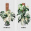 8 Pcs 17 Inch Plastic Moss Pole for Plants Monstera,Designed Specifically for Climbing Plants, Stackable Plant Support 5