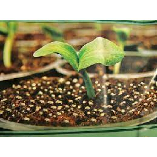 Vitax Perlite 10L - Volcanic Mineral Compost Additive for Drainage & Root Growth 2