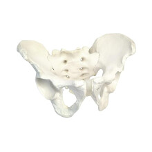 Manligt bäckenskelettmodell - Anatomiskt bäcken i naturlig storlek för medicinska studier, 28 x 23 x 12 cm, handmålad, hållbar plastisolpolymer