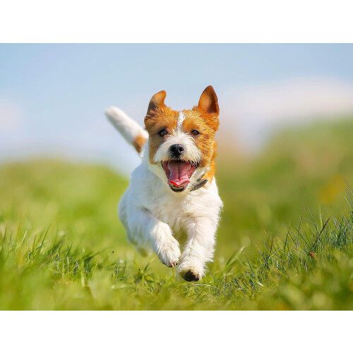 Große, flache Drahtbürste für Hunde 2