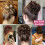 Chignon élastique synthétique désordonné, postiche bouclé, queue de cheval 7
