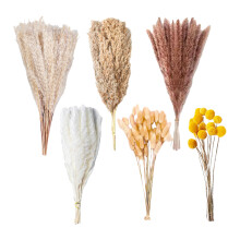 Dried Pampas Grass Arrangement 100PCS Bohemian Style Home