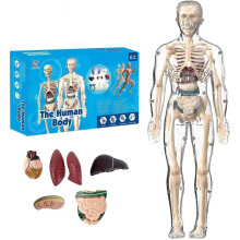 Clear Human Body Structure Model, Portable Skeleton Kit for Classroom, Interactive 3D Organ & Transparent Physiology Model (1pc)