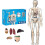 Human Body Structure Model Portable Skeleton Kit 1pc 1