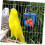 Automatic Bird Feeder Transparent PP Hollow Design for 5