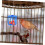 Parrot fruit feeding basket for budgies, safe material 7
