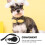 Dog Bath Tether Black Nylon Secure Fit with Suction Cup 6