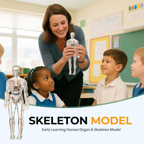 Human Body Structure Model Portable Skeleton Kit 1pc 1