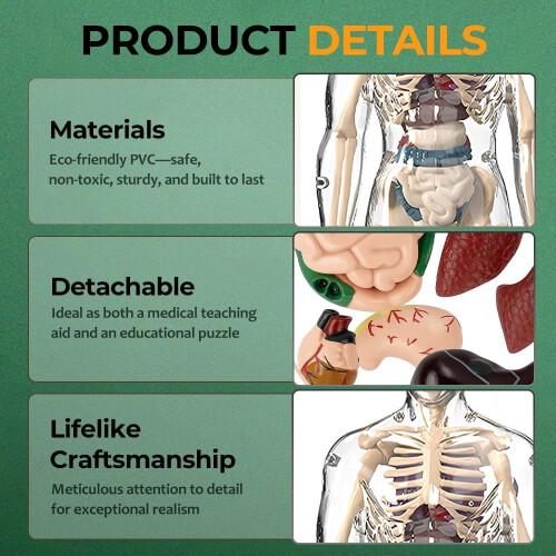 Human Body Structure Model Portable Skeleton Kit 1pc 2
