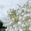 Fondo de pared de flores artificiales Panel de rosas de seda 1.15 pies 5