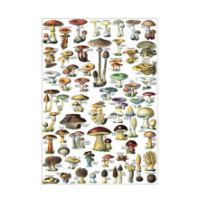Affiche vintage de champignons - Tableau de référence d'identification mycologique (volume 1)