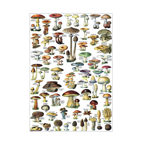 Affiche vintage de champignons - Tableau de référence d'identification mycologique (volume 1)