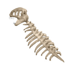 Peluche squelette de dinosaure de 114 cm – Cadeau idéal pour un anniversaire ou une remise de diplôme ; 3 modèles disponibles