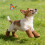 Dog Snow Boots Lightweight Adjustable Winter Shoes 4